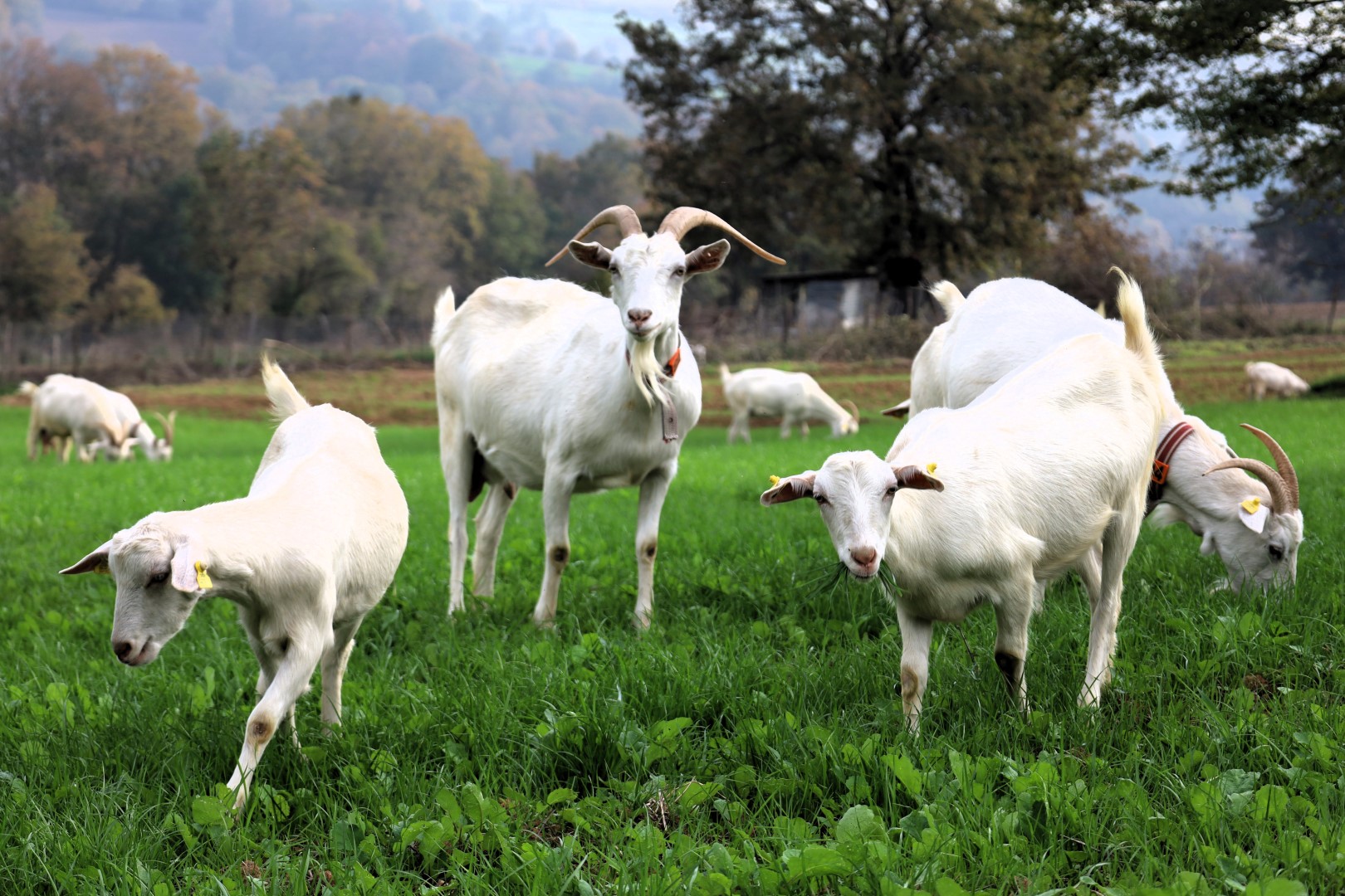 Süt Otu Desteği Meraları Berekete Kavuşturdu (26) (Büyük)