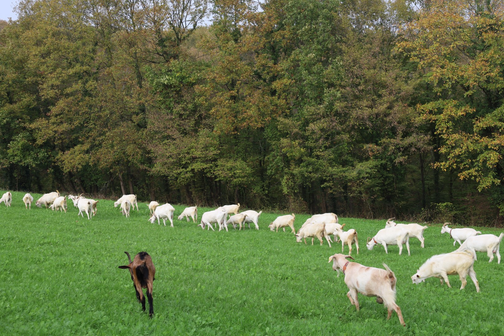 Süt Otu Desteği Meraları Berekete Kavuşturdu (43) (Büyük)