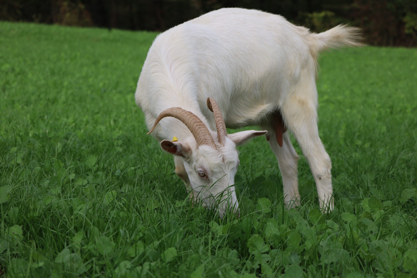 Süt Otu Desteği Meraları Berekete Kavuşturdu (66) (Büyük)