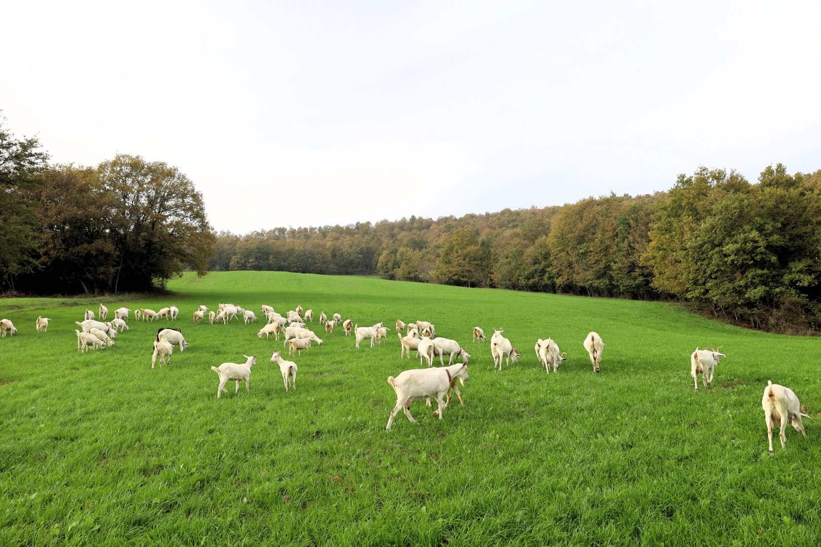 Süt Otu Desteği Meraları Berekete Kavuşturdu (7) (Büyük)