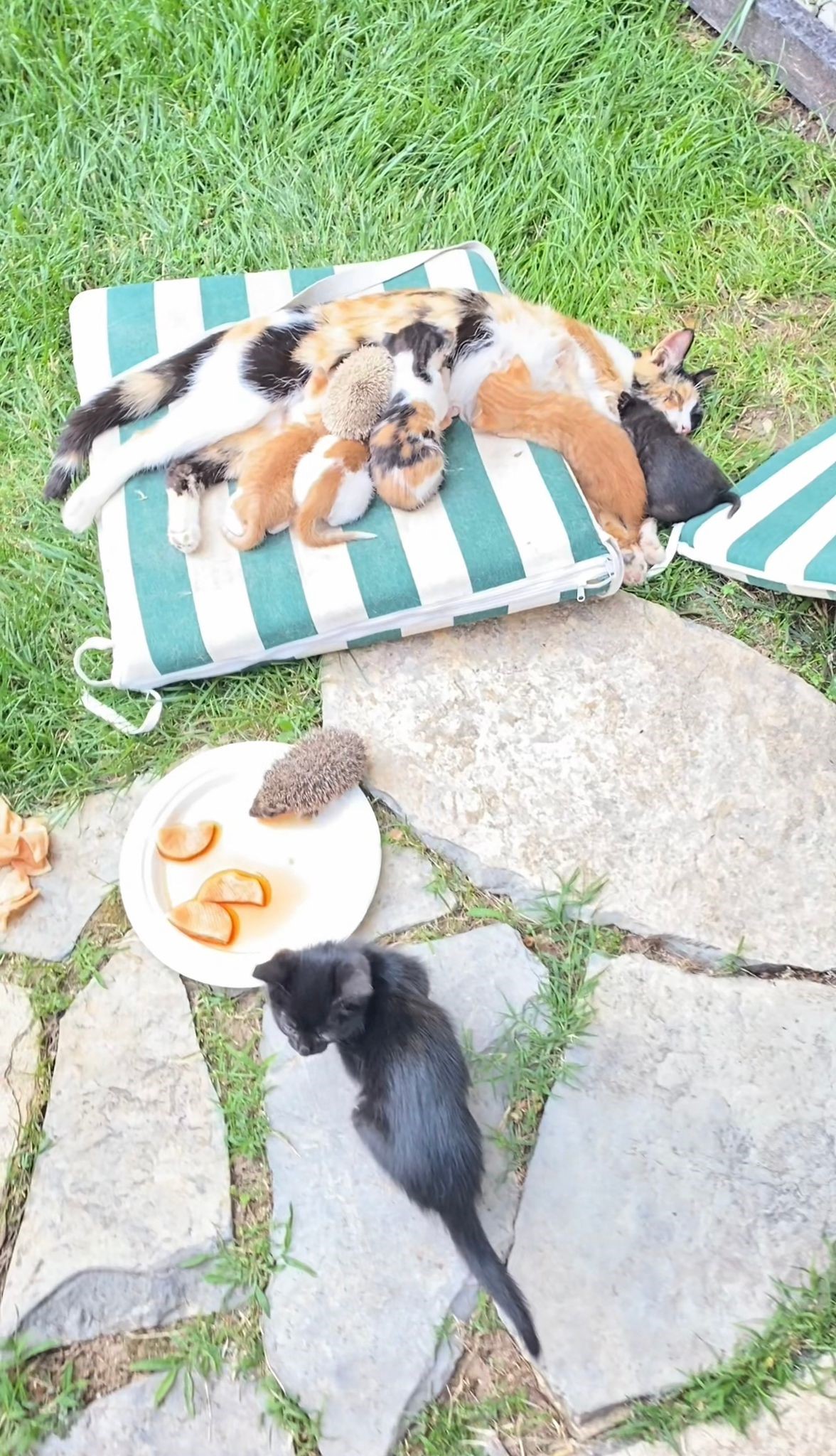 Yavru Kirpileri De Sahiplendi (1)