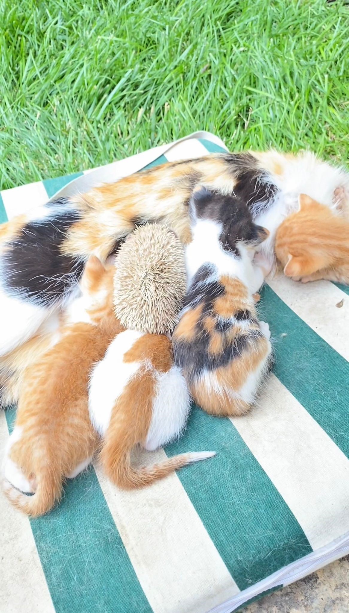 Yavru Kirpileri De Sahiplendi (3)