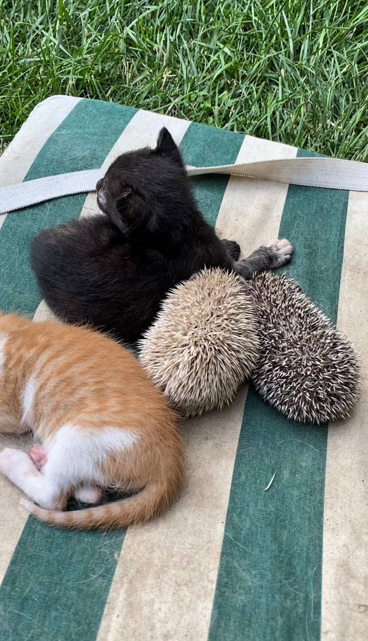 Yavru Kirpileri De Sahiplendi (4)