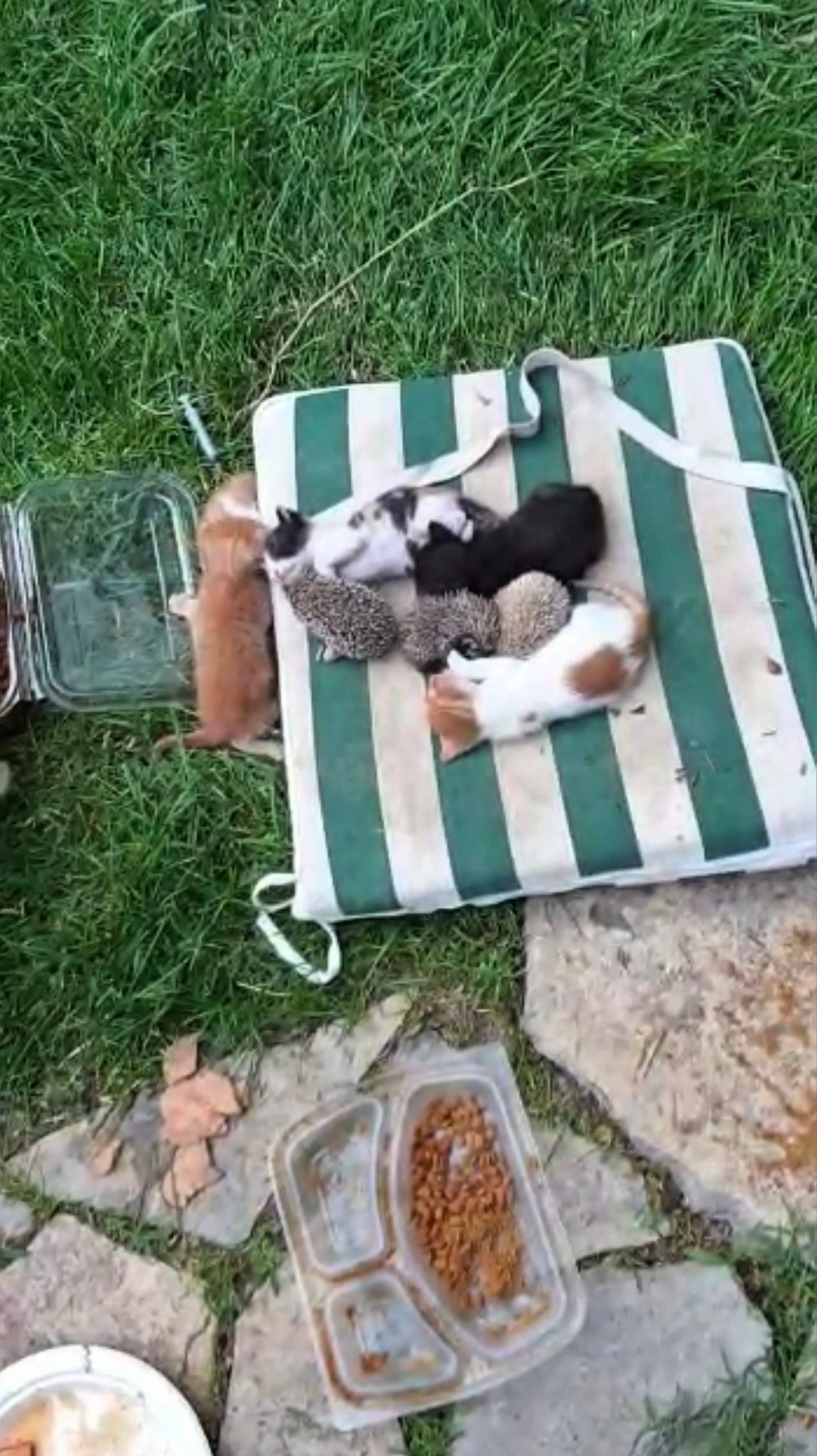 Yavru Kirpileri De Sahiplendi (5)