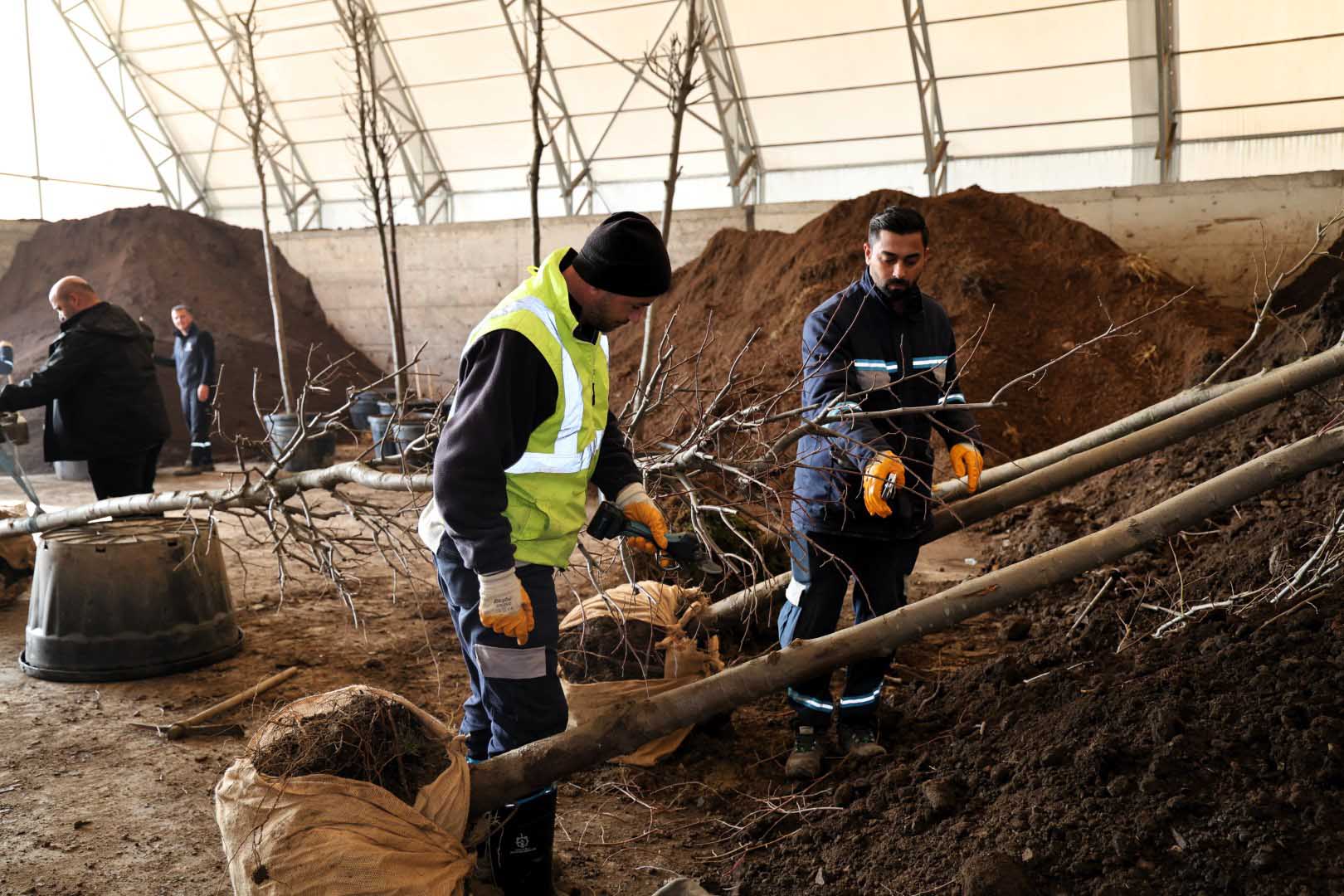 Ağaçlar Yeni Yerlerinde Hayat Bulacak (5) (Büyük)