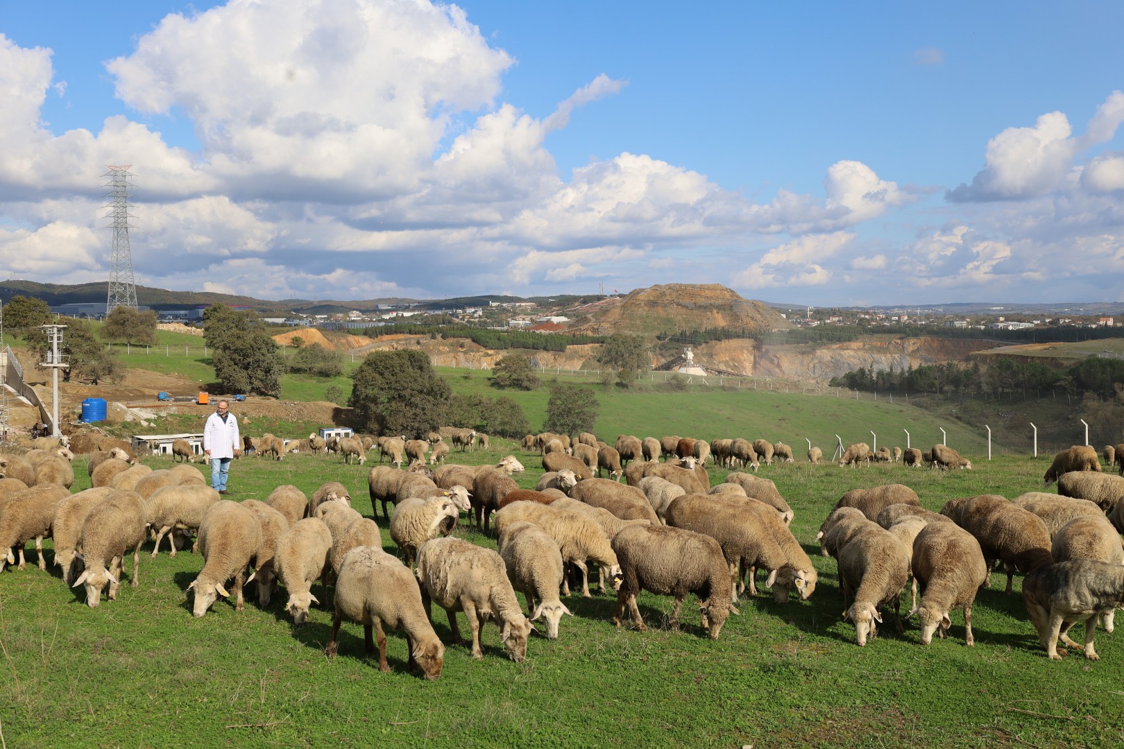 Damızlık Koç Desteği Kuzulama Oranlarında Artış Sağladı (3)