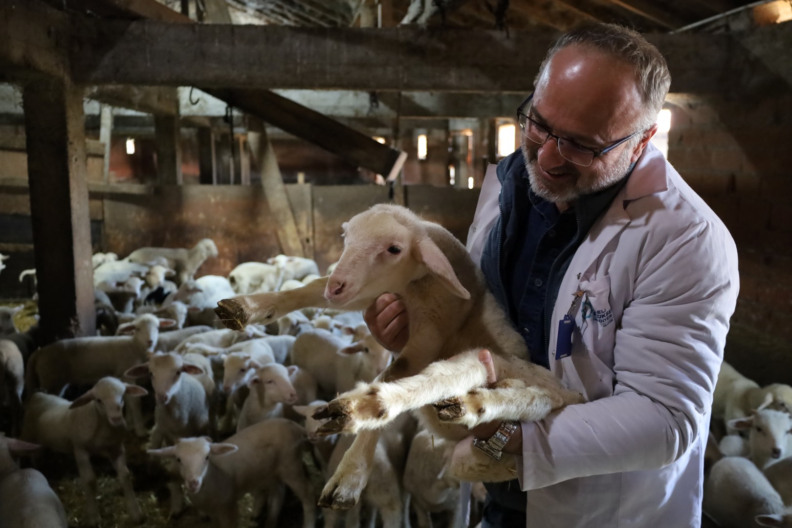 Damızlık Koç Desteği Kuzulama Oranlarında Artış Sağladı (5)