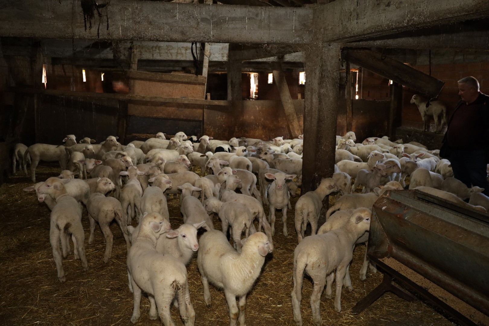 Damızlık Koç Desteği Kuzulama Oranlarında Artış Sağladı (6)