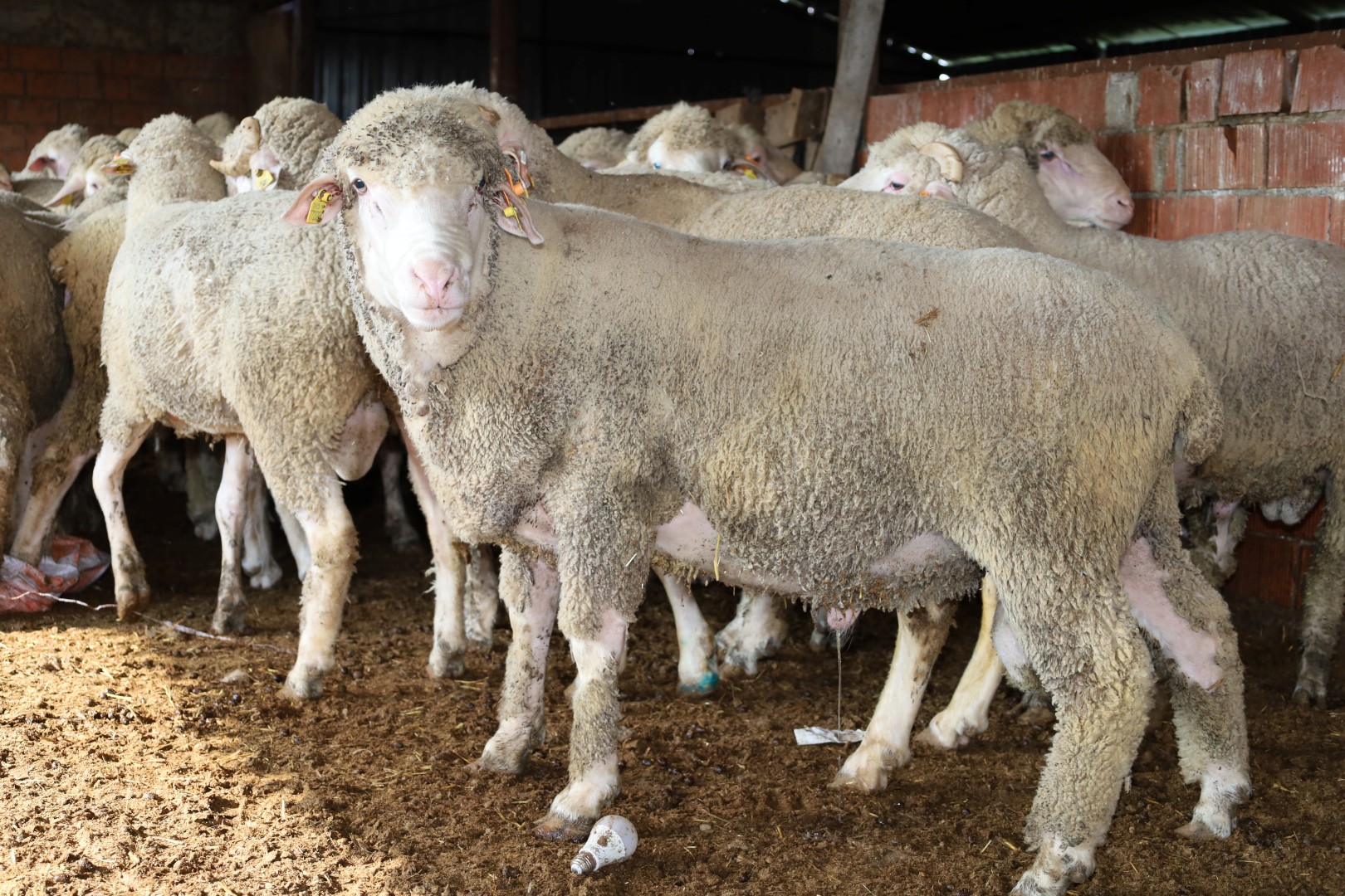 Damızlık Koç Desteği Kuzulama Oranlarında Artış Sağladı (8)