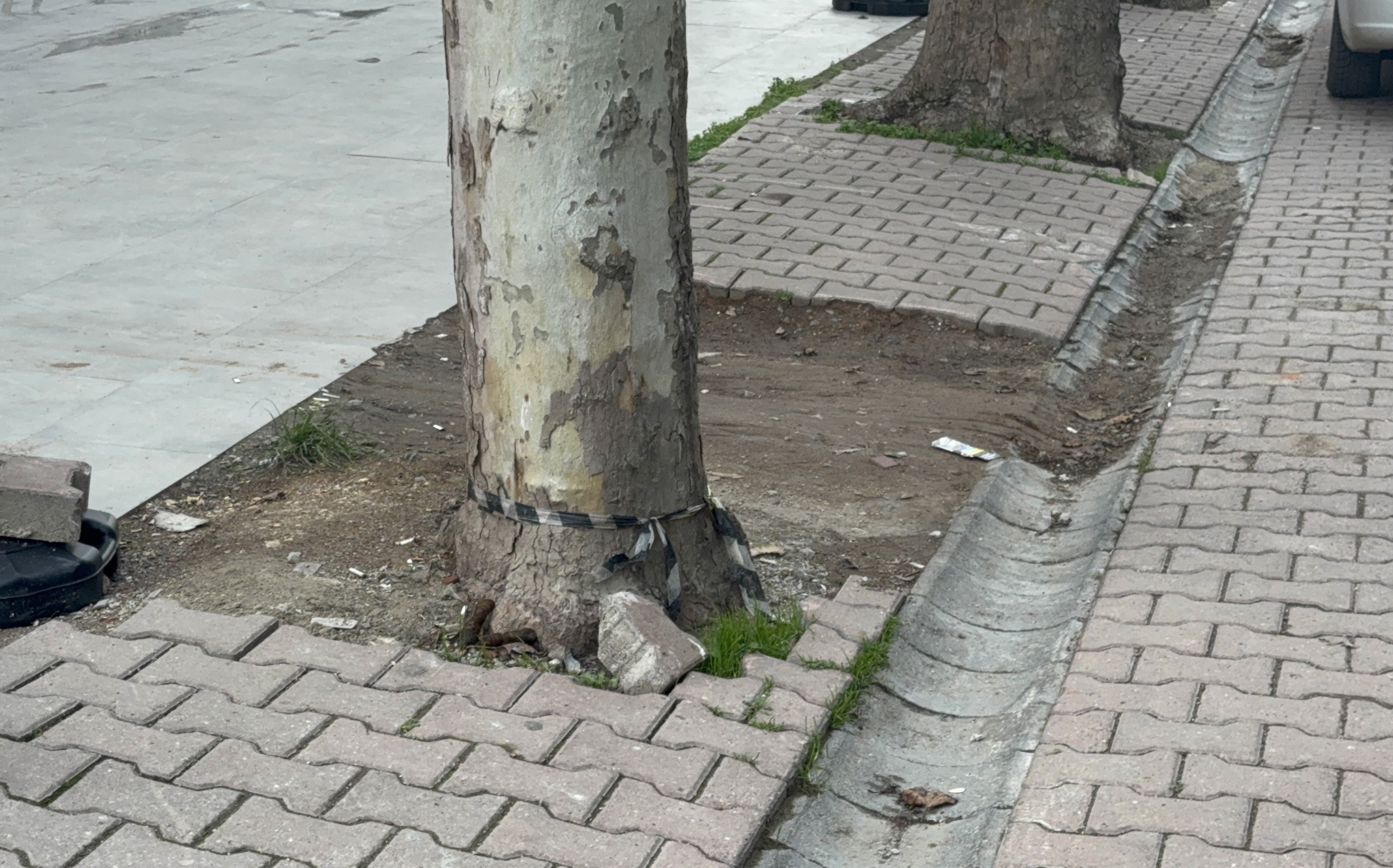 Darıca’da Duyarlı Davranış Ağaç Altında Bulunan 60 Bin Dolar Emniyete Teslim Edildi (2)