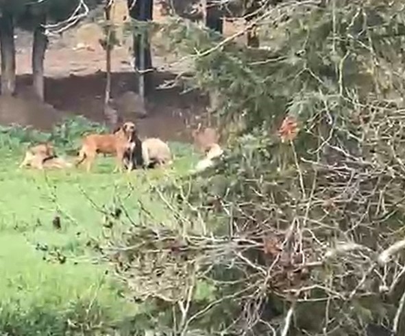 Derince’de Vatandaş İsyan Etti Sürü Halinde Geziyorlar, Çocuklara Saldırıyorlar! 01