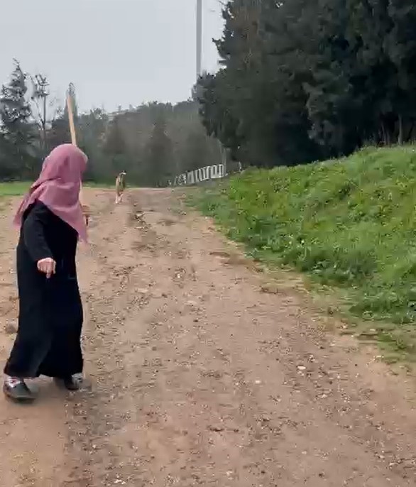 Derince’de Vatandaş İsyan Etti Sürü Halinde Geziyorlar, Çocuklara Saldırıyorlar! 02