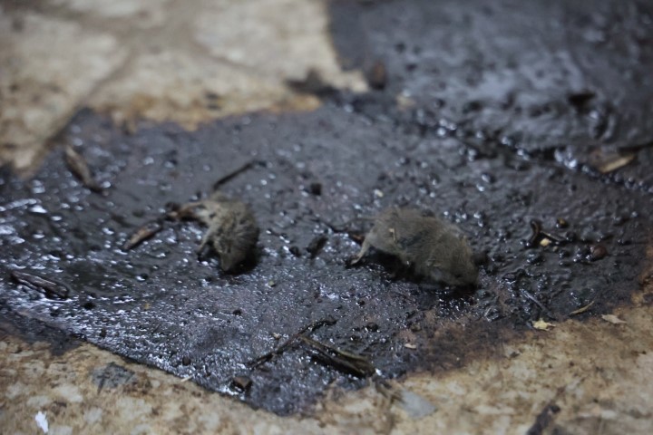 Gıda Denetiminde Korkunç Manzara! Yerde Ölü Fareler, Raflarda Tarihi Geçmiş Ürünler (1)-1