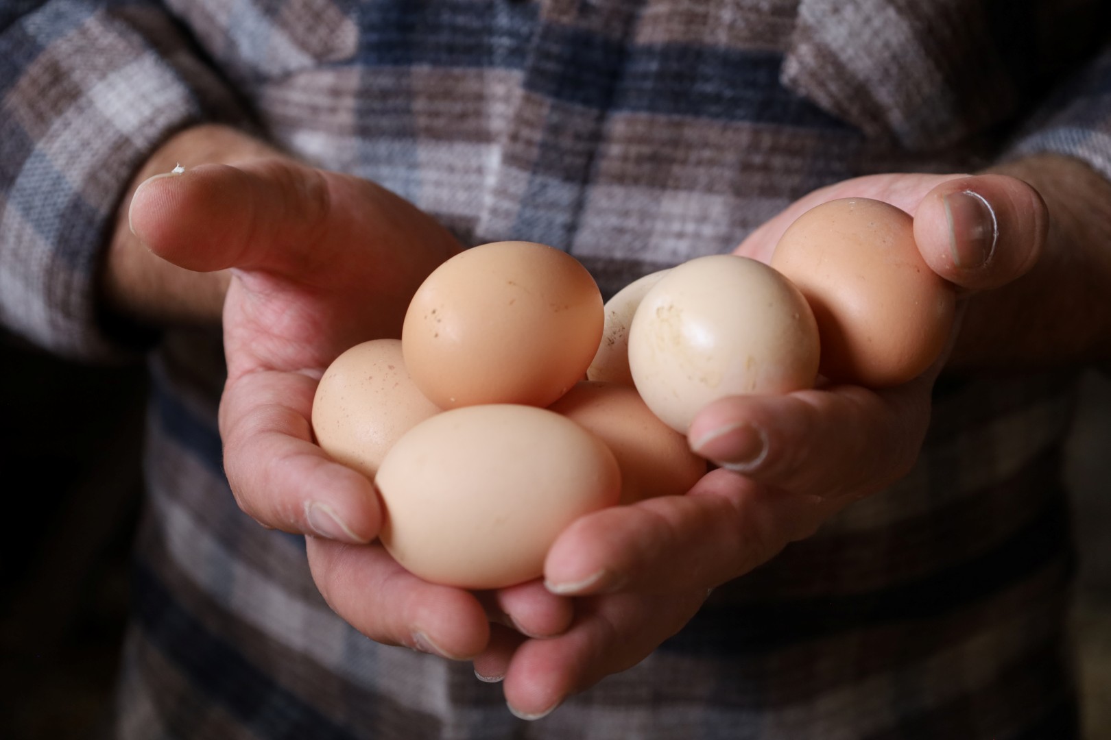 Kırsalda Geçim Kapısı Güçleniyor, Istihdam Artıyor (6)