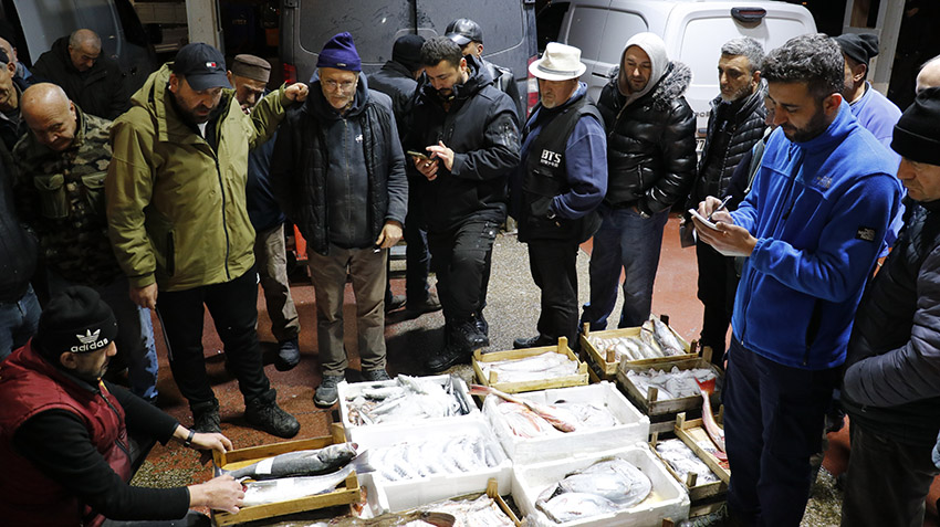 Kocaeli’de Balık Mezatlarının Yıldızı Hamsi Oldu 1