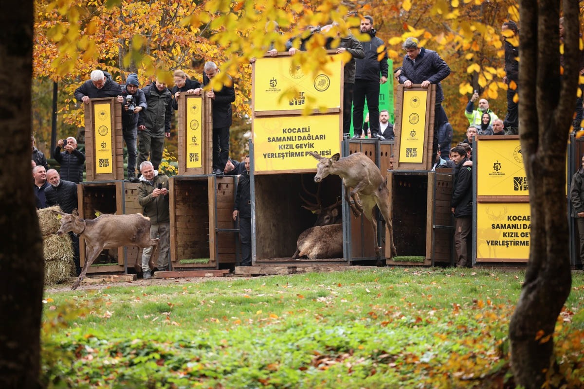 Kuzuyayla Kızıl Geyik Sayımı