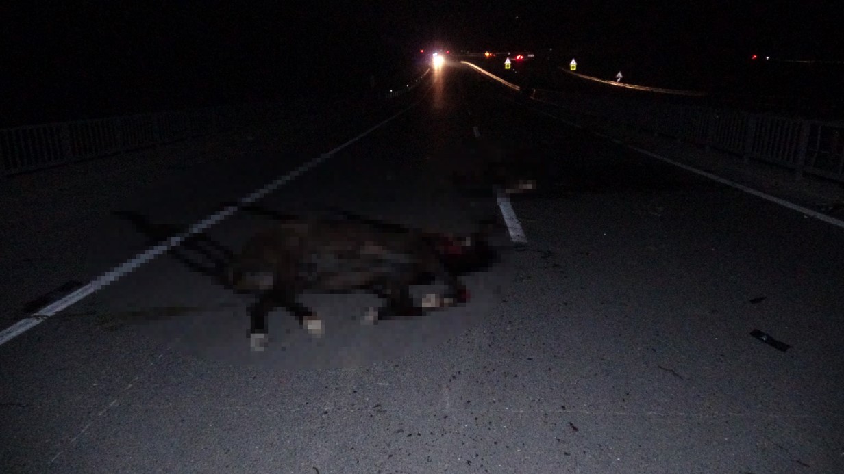 Malatya Ankara Karayolunda, Tavladan Kaçarak Yola Çıkan Yarış Atlarına Araçlar Çarptı. Üç Araçta Büyük Hasar Oluşurken, Bir Kişi Yaralandı, Çok Sayıda Tay Telef Oldu (2)
