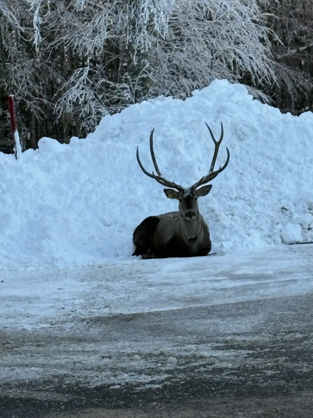 Ormanya’dan Doğaya Salınan Kızıl Geyik Kartepe’de Görüldü 1