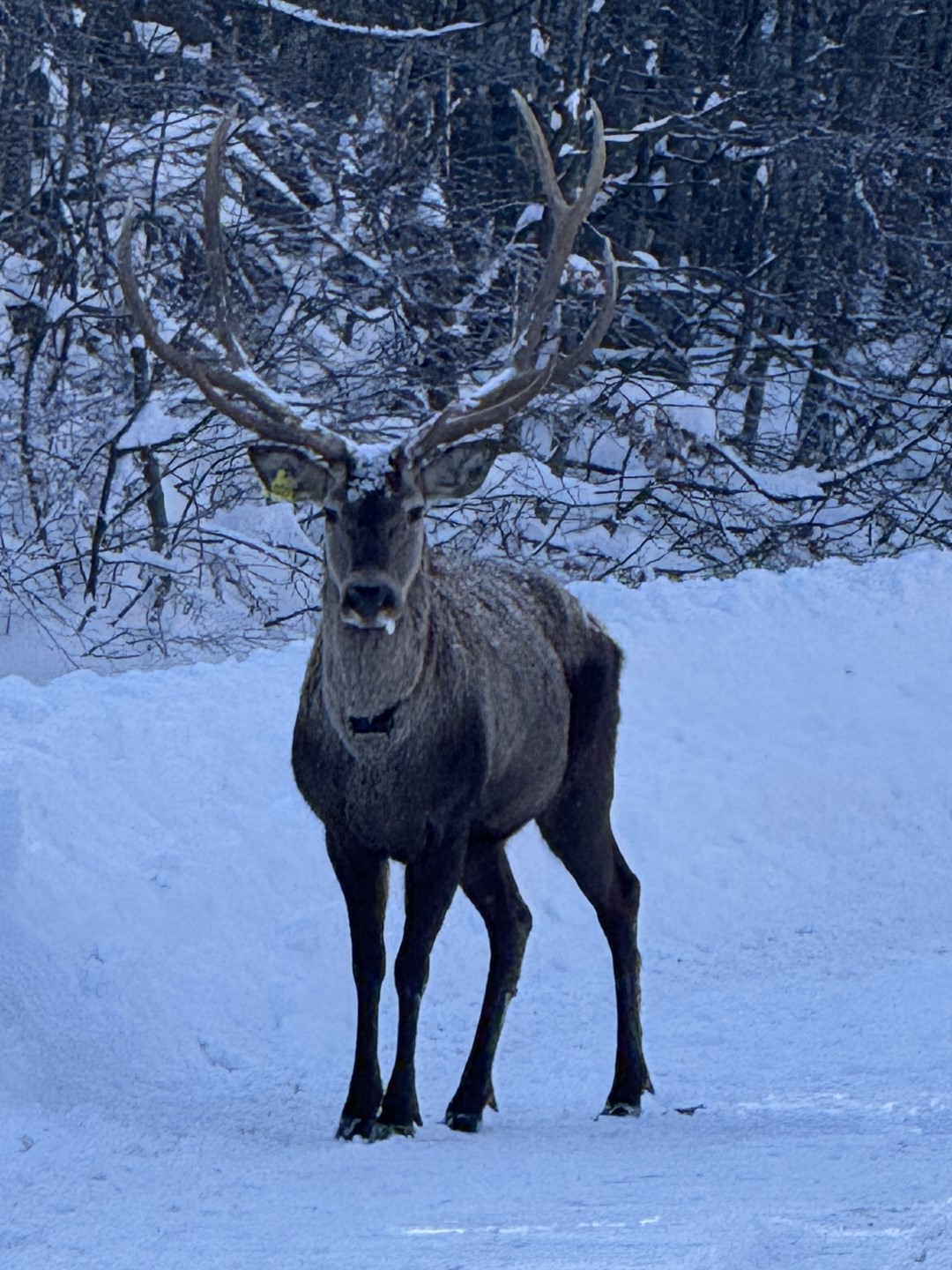 Ormanya’dan Doğaya Salınan Kızıl Geyik Kartepe’de Görüldü 2