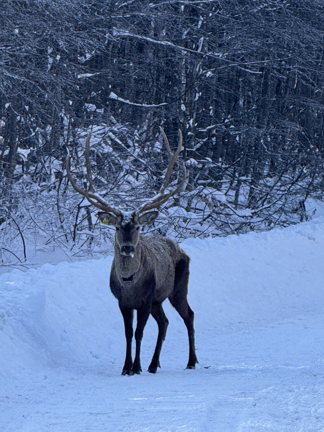 Ormanya’dan Doğaya Salınan Kızıl Geyik Kartepe’de Görüldü 3