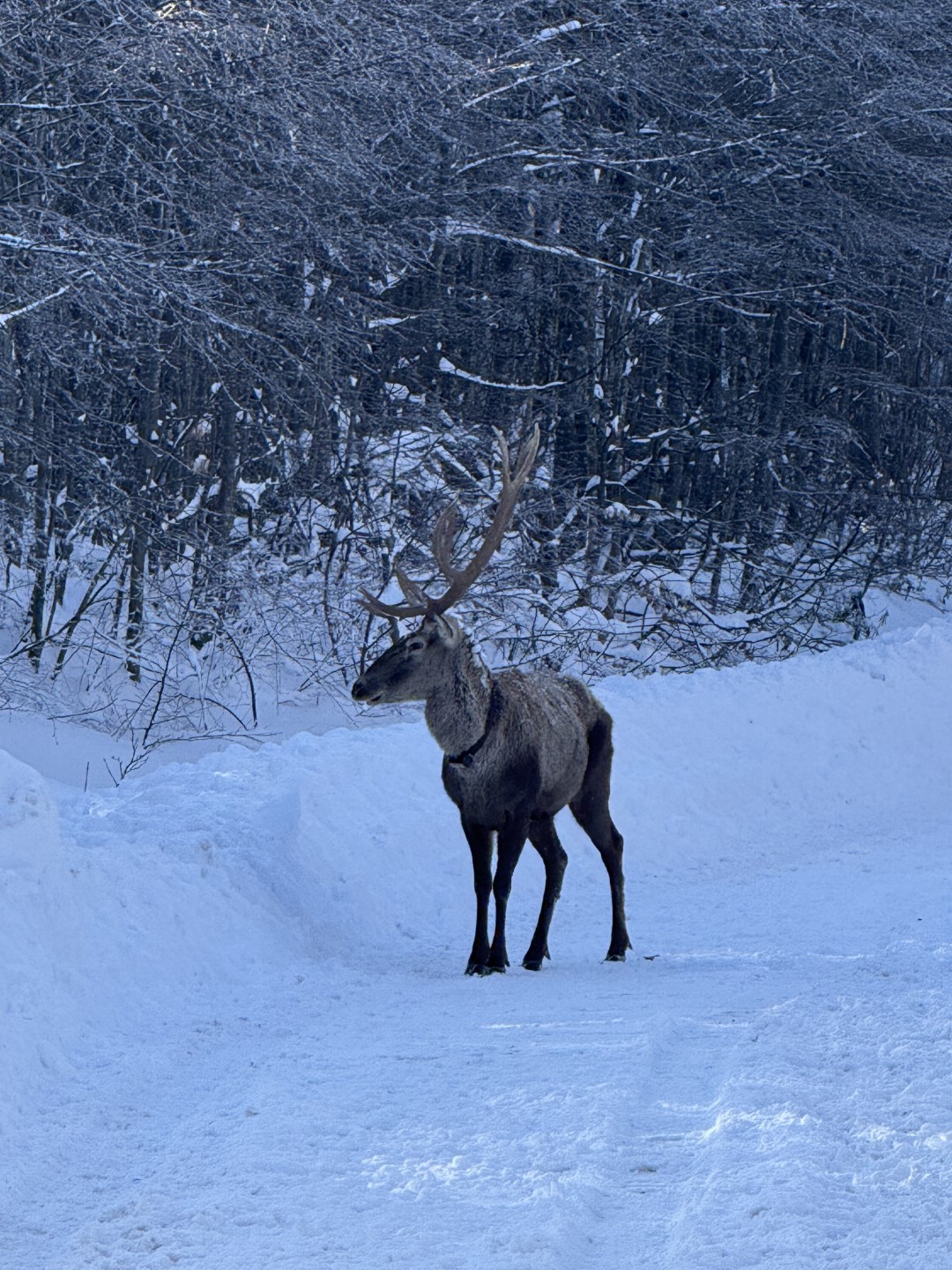 Ormanya’dan Doğaya Salınan Kızıl Geyik Kartepe’de Görüldü 4