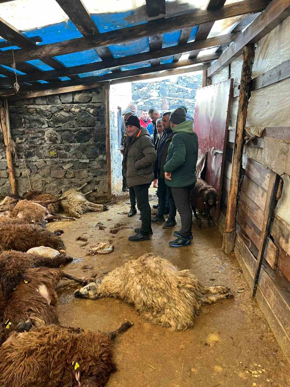 Bi̇r Gecede 220 Koyun Telef Oldu Kurtlar Köyde Terör Esti̇rdi̇-1