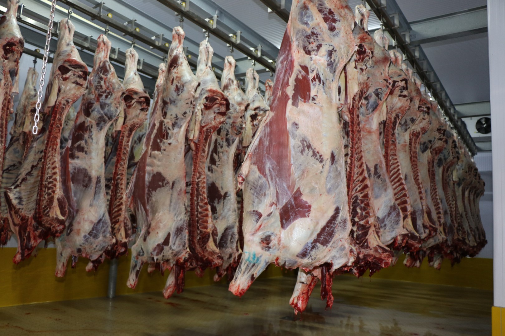 Büyükşehir Mezbahası'nda 6 Bin 29 Kesim Yapıldı (1) (Büyük) 1