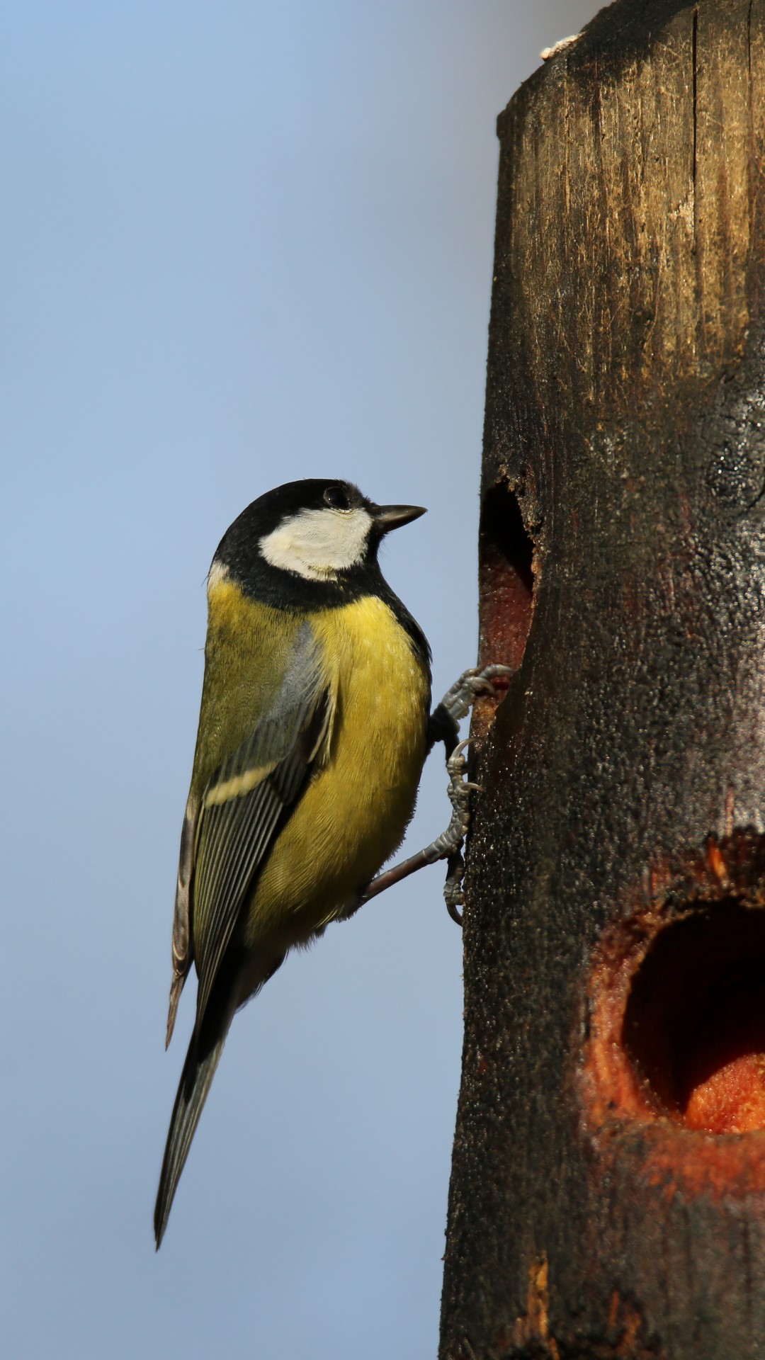 Çocuklar, Dünya Kuş Günü'nde Doğayı Keşfetti (1)