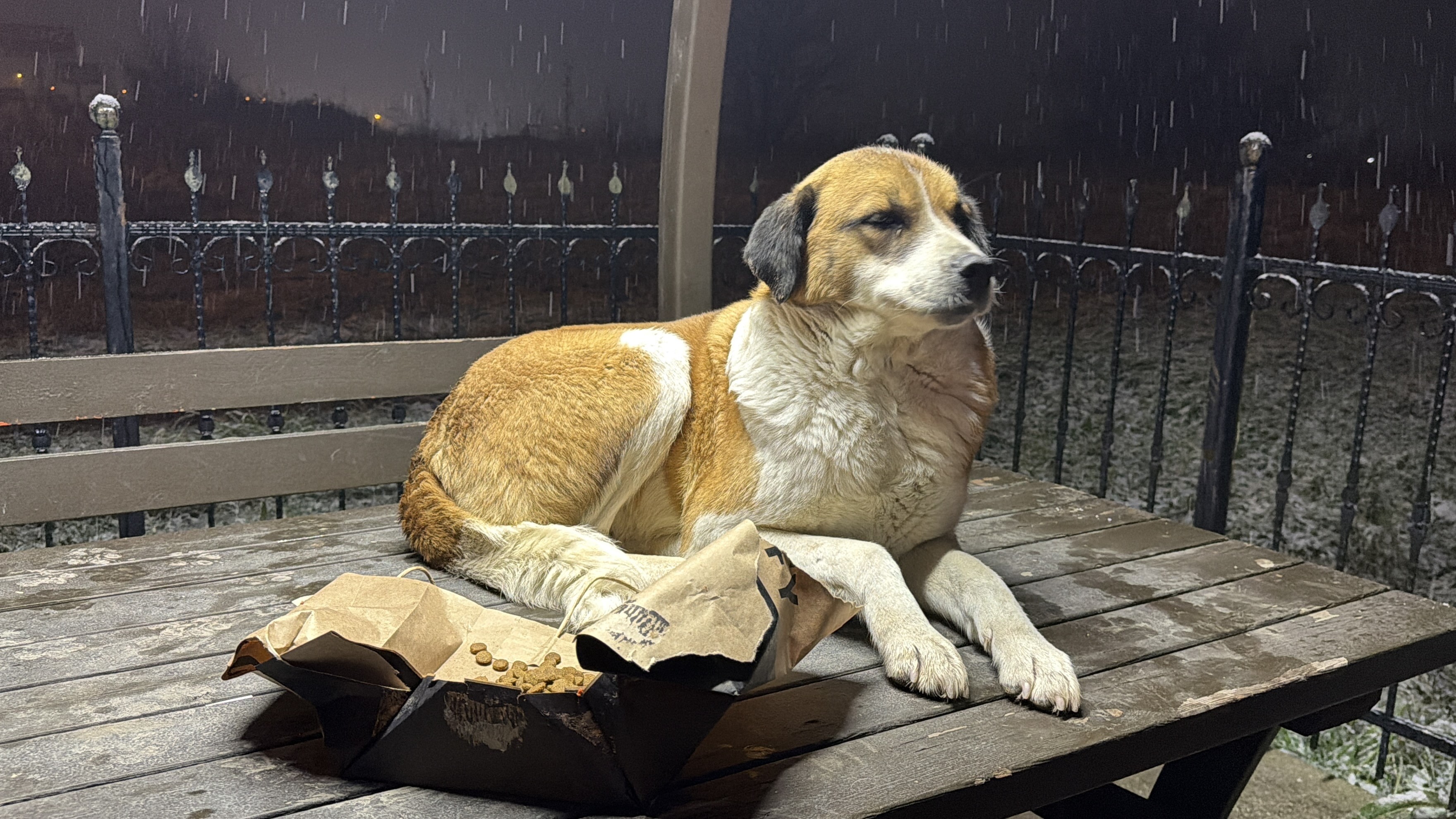 Görev Başindaki̇ Gazeteci̇lerden Anlamli Hareket Sokak Hayvanlari Unutulmadi (4)