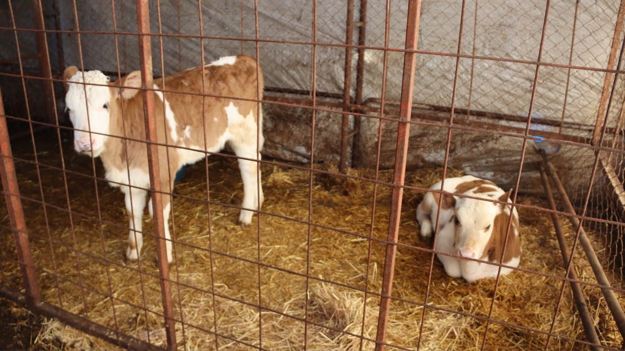 Kandıra’da Endişelendiren Olay! Kar Çadırı Çökertti, Hayvanlar Mahsur Kaldı (1)