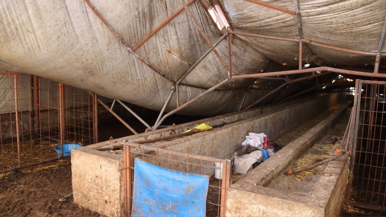 Kandıra’da Endişelendiren Olay! Kar Çadırı Çökertti, Hayvanlar Mahsur Kaldı (2)