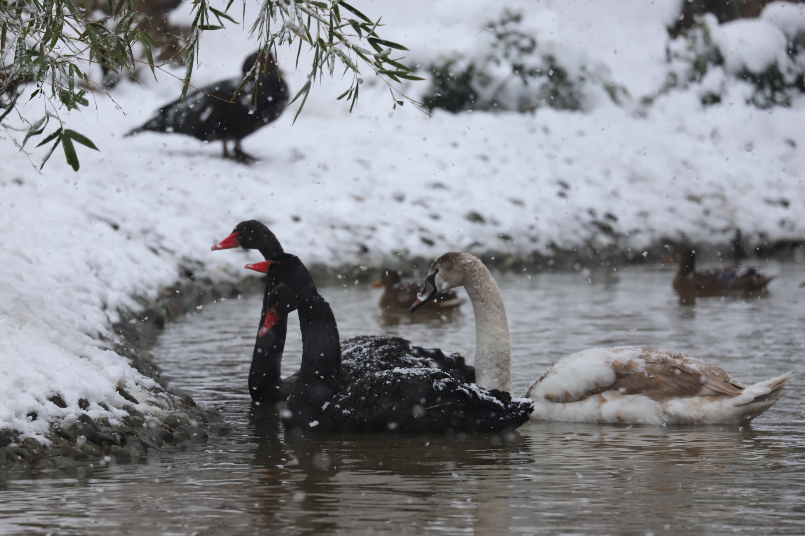 Kartpostallık Görüntüler Ortaya Çıktı (3)