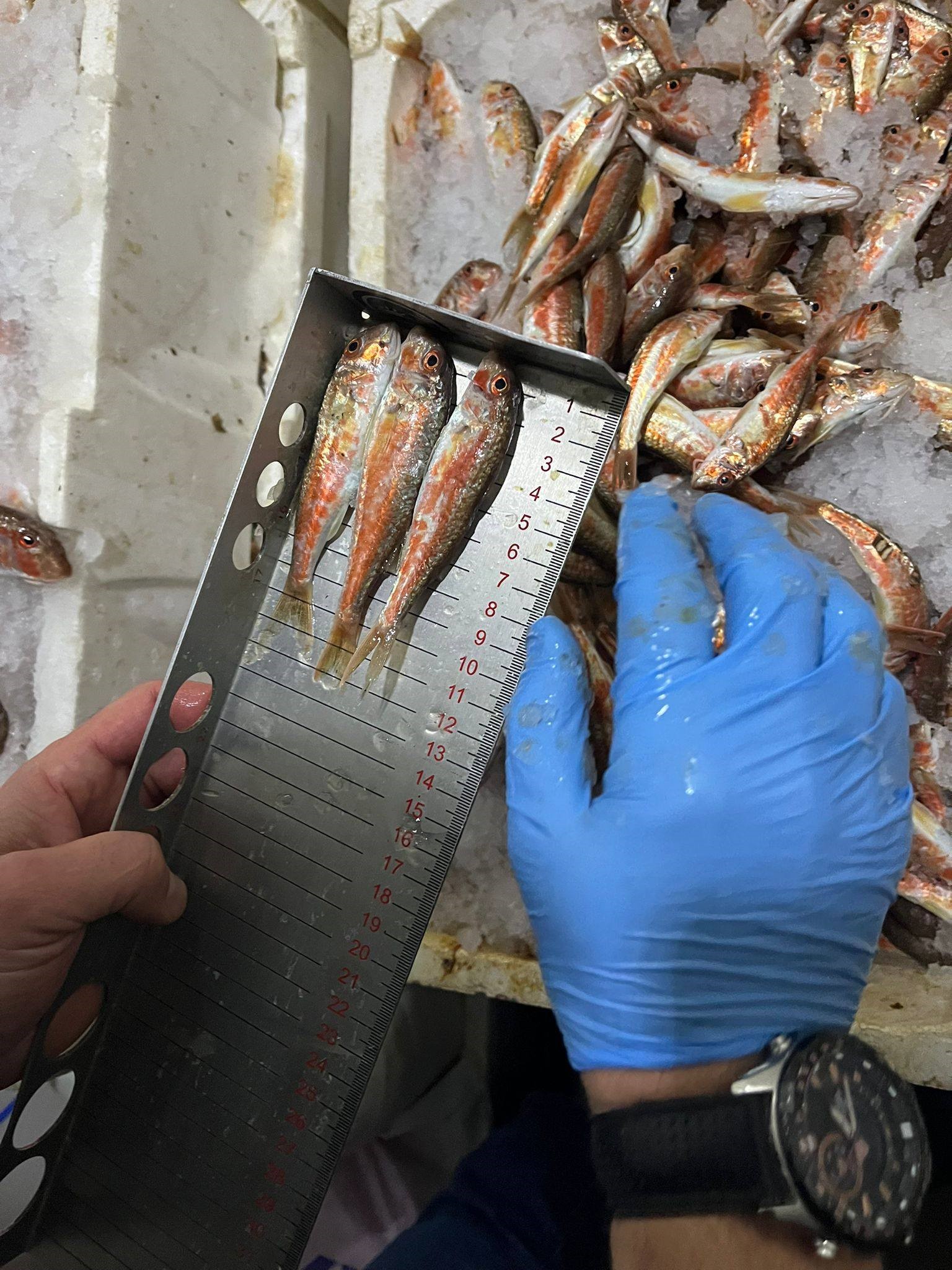 Kastamonu’nun Çatalzeytin Ilçesinde Gerçekleştirilen Denetimlerd (6)