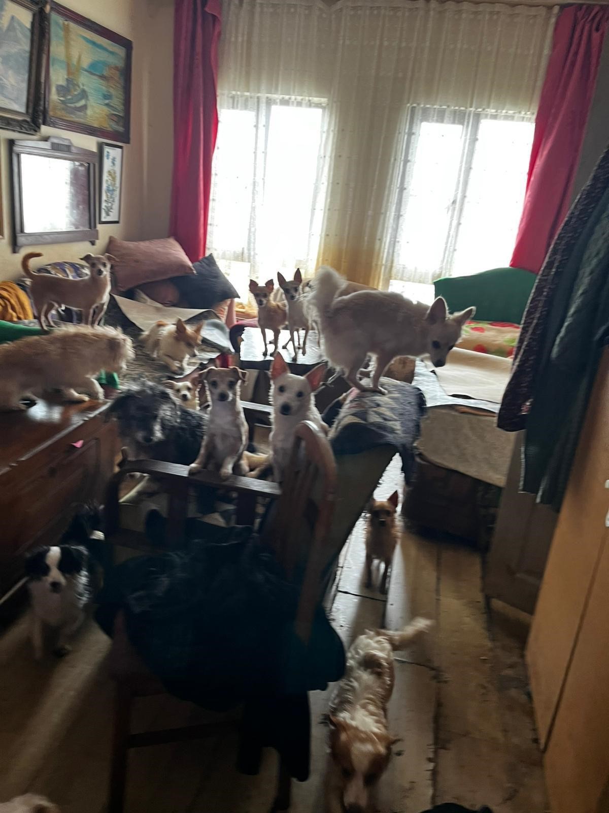 Korkunç Manzara! Kandıra’da 55 Hayvan Aç Ve Susuz Bırakılmış 01