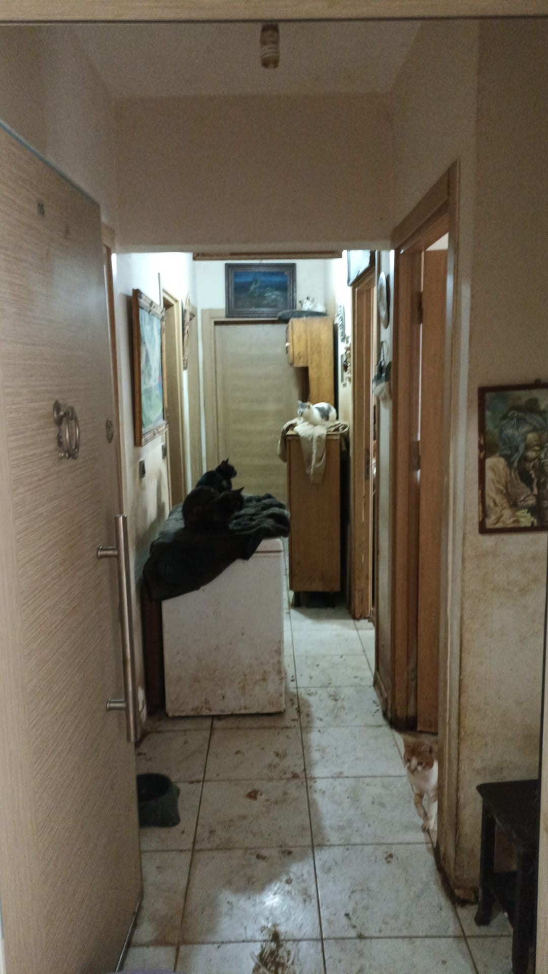 Korkunç Manzara! Kandıra’da 55 Hayvan Aç Ve Susuz Bırakılmış 03