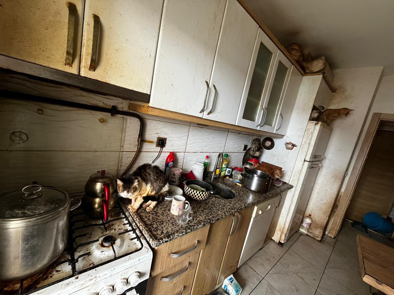 Korkunç Manzara! Kandıra’da 55 Hayvan Aç Ve Susuz Bırakılmış 04