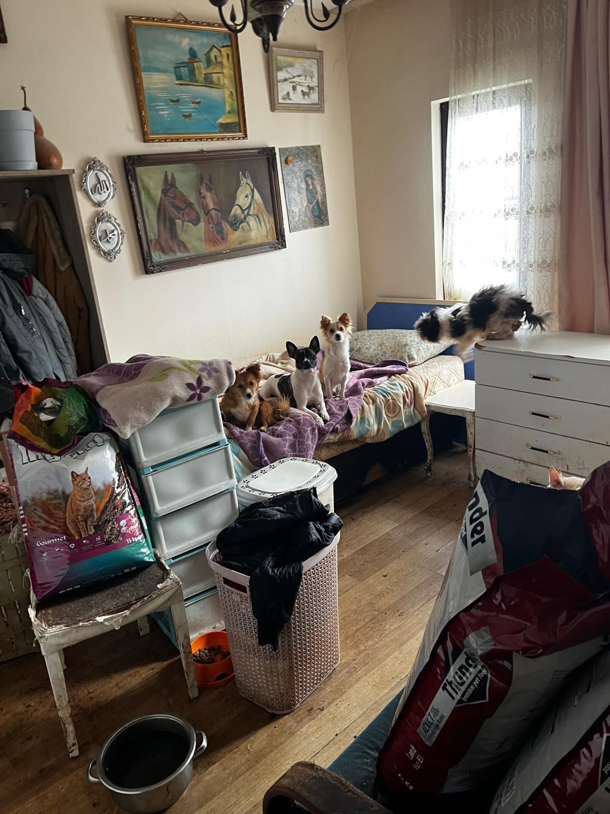 Korkunç Manzara! Kandıra’da 55 Hayvan Aç Ve Susuz Bırakılmış 05