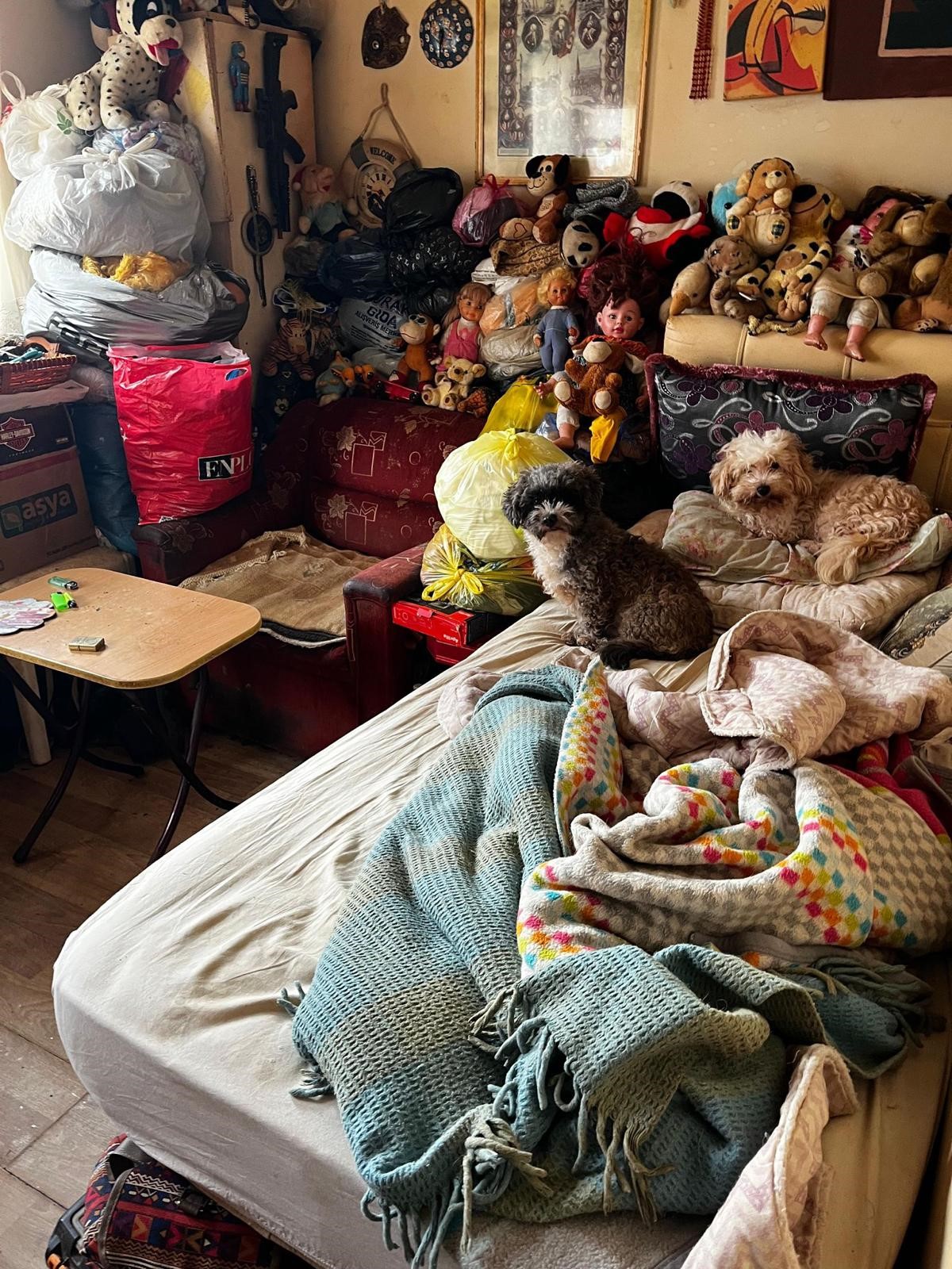 Korkunç Manzara! Kandıra’da 55 Hayvan Aç Ve Susuz Bırakılmış 07