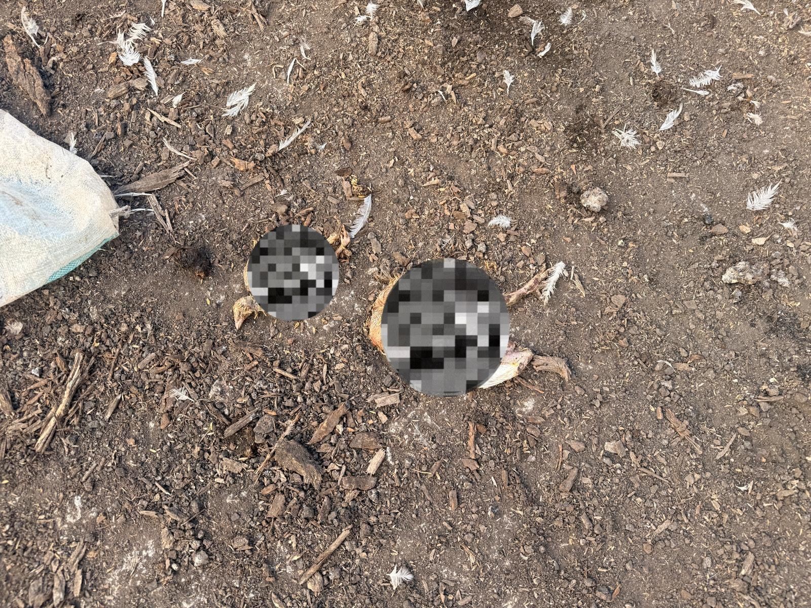 Mevzuata Aykırı Çiftliğe Ağır Yaptırım (4)