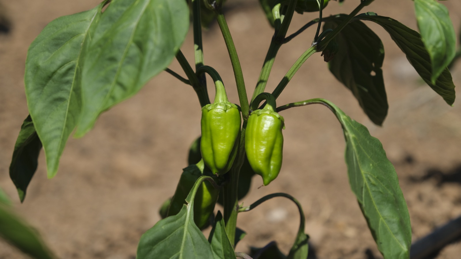 Örnek Dayanışma Modeli (1)