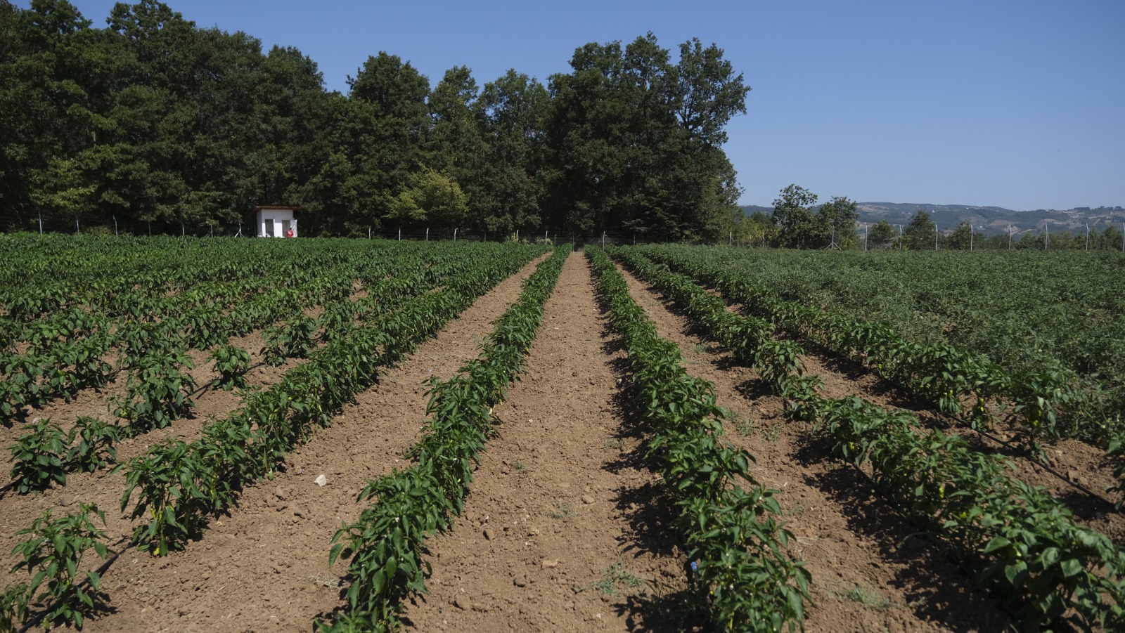 Örnek Dayanışma Modeli (2)