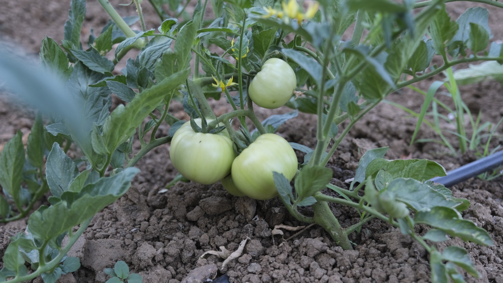 Örnek Dayanışma Modeli (4)