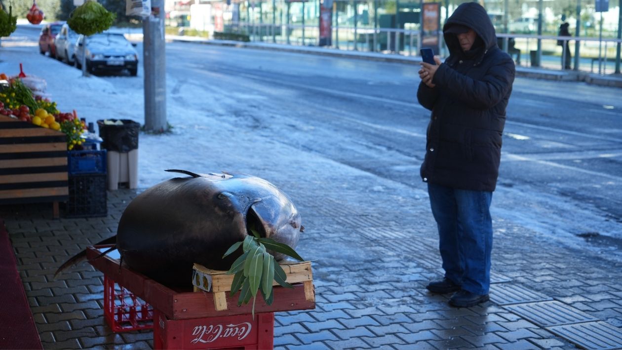 Tezgahta Sergilenen 353 Kiloluk Dev Orkinos Görenleri Şaşırttı (5)