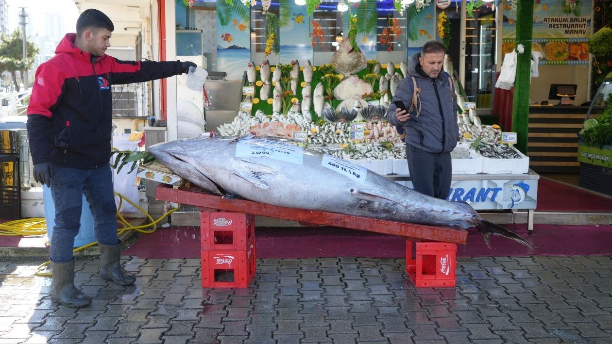 Tezgahta Sergilenen 353 Kiloluk Dev Orkinos Görenleri Şaşırttı (7)