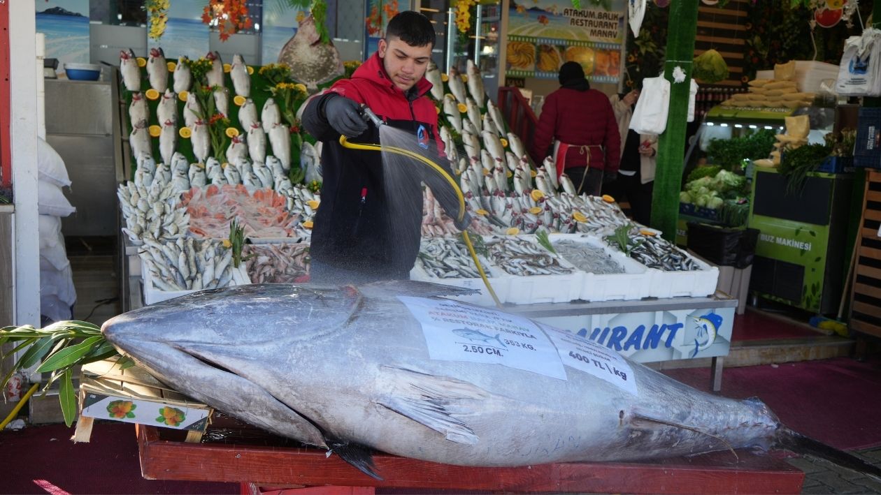 Tezgahta Sergilenen 353 Kiloluk Dev Orkinos Görenleri Şaşırttı (8)