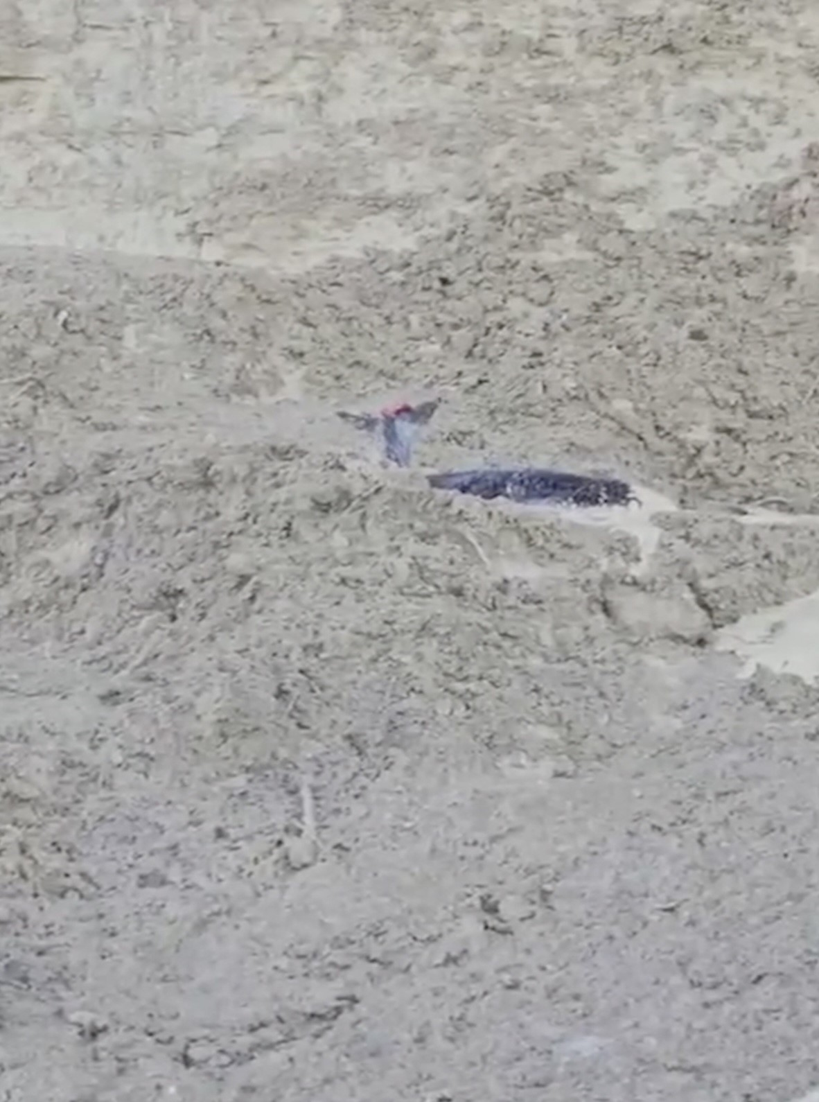 Uçurumdan Düşen Karaca İçi̇n Zamanla Yariştilar (4)