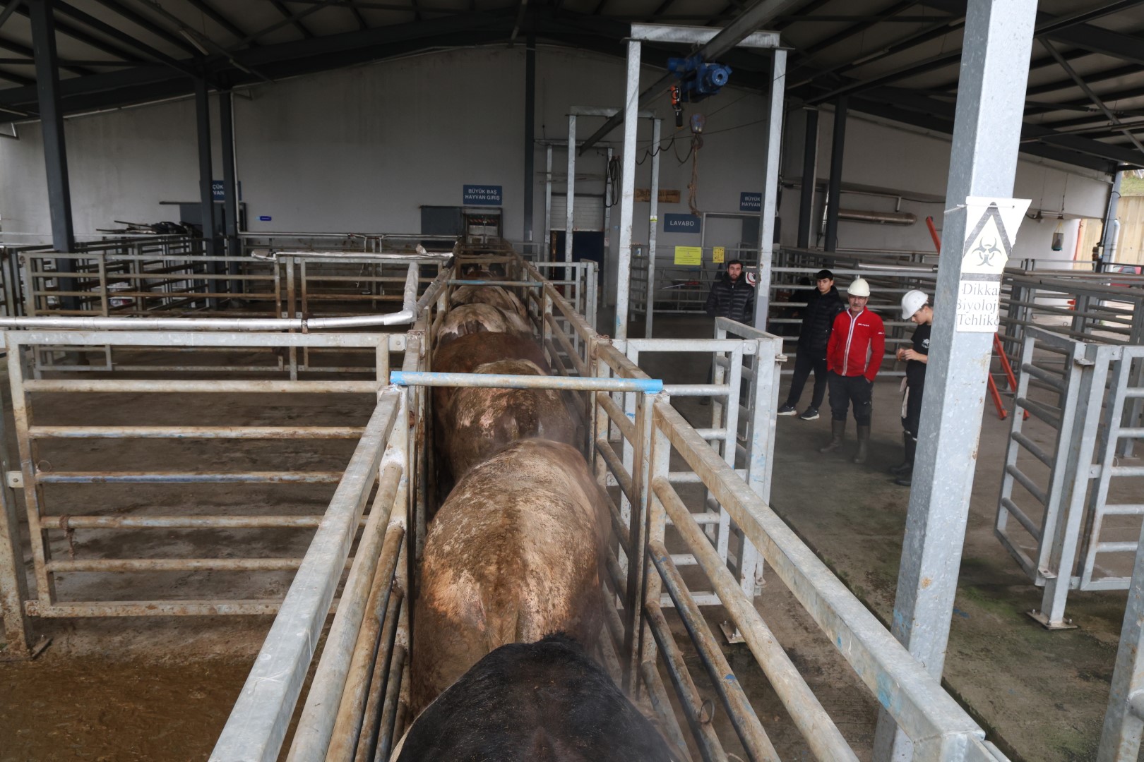 Büyükşehir Mezbahası'nda Hijyenik Ve Helal Kesim (1) (Büyük)