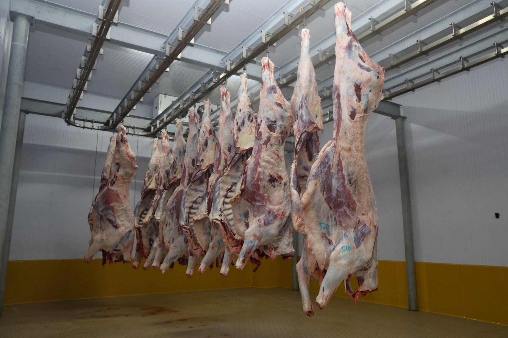 Büyükşehir Mezbahası'nda Hijyenik Ve Helal Kesim (3) (Büyük)