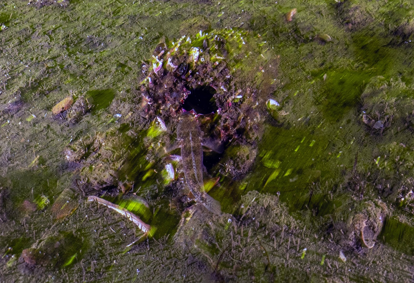 İzmi̇t Körfezi̇ Di̇p Çamuru Projesi̇’nde 110 Bi̇n Kamyon Çamur Temi̇zlendi̇ (1)