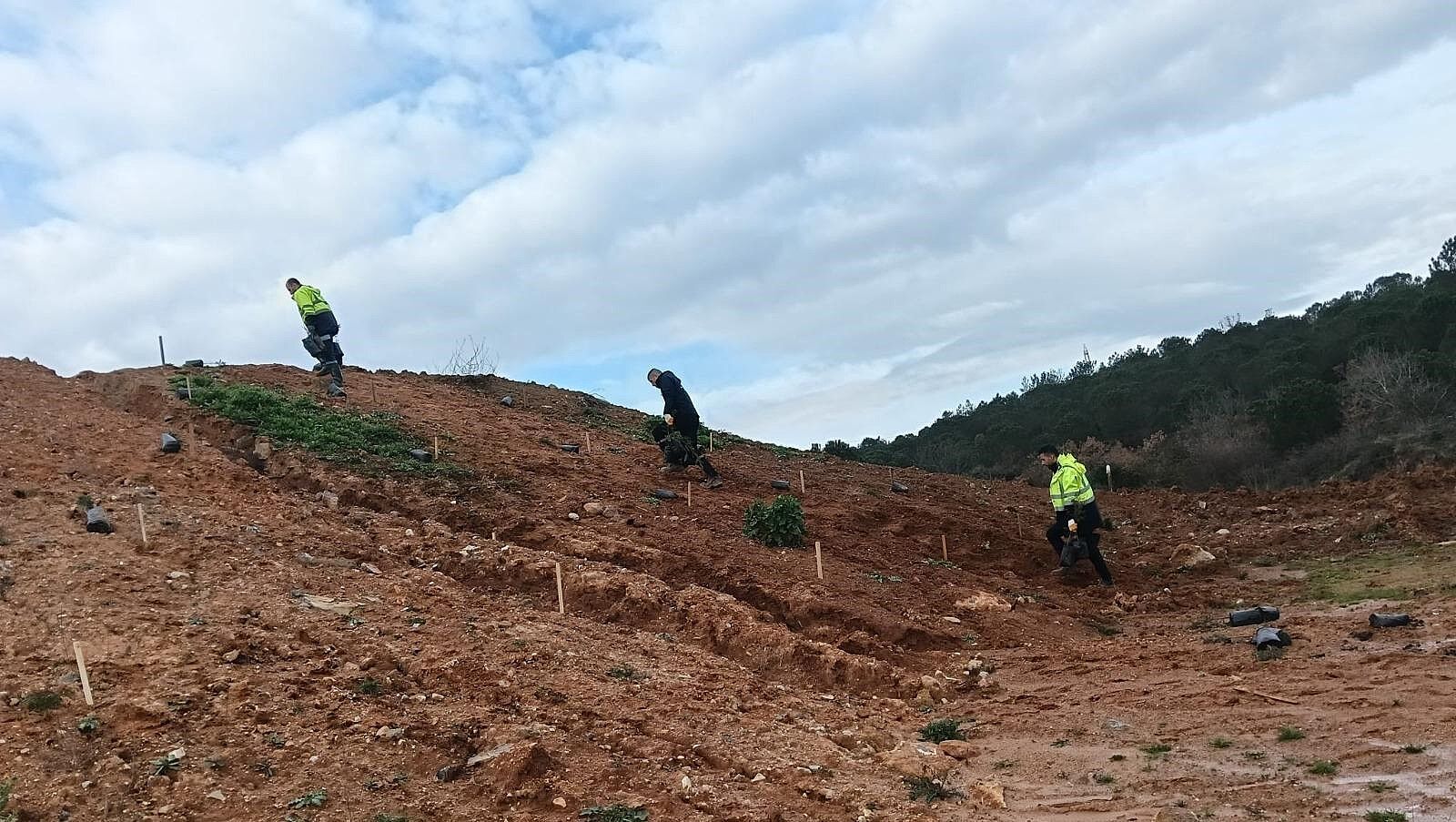 Gebze'de 4 Bin 500 Sedir Ağacı Toprakla Buluştu (2) (1)